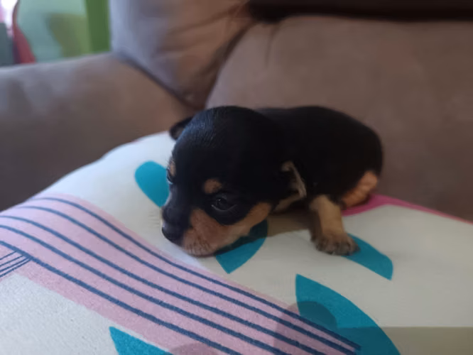 Se venden lidos chihuahuas  - Imagen 6