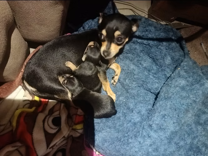 Se venden lidos chihuahuas  - Imagen 7