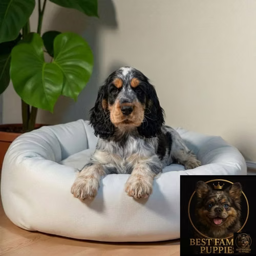 Cachorro Cocker Spaniel Ingles Blue Roan and Tan / English Cocker Spaniel Ble Roan and Tan disponible - Imagen 4