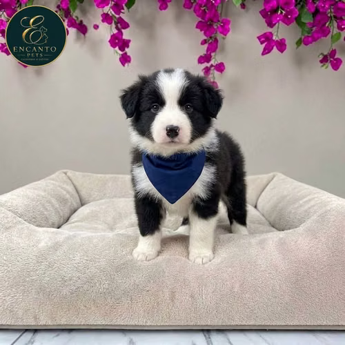 Cachorr BORDER COLLIE TRADICIONAL disponible - Imagen 3