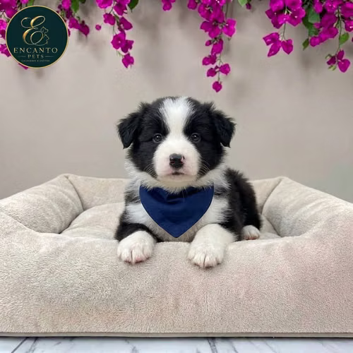 Cachorr BORDER COLLIE TRADICIONAL disponible