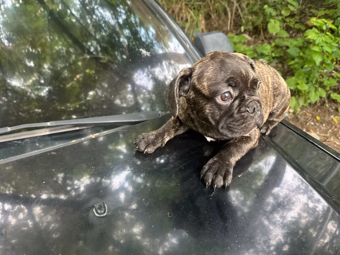 Bulldog frances - Imagen 2