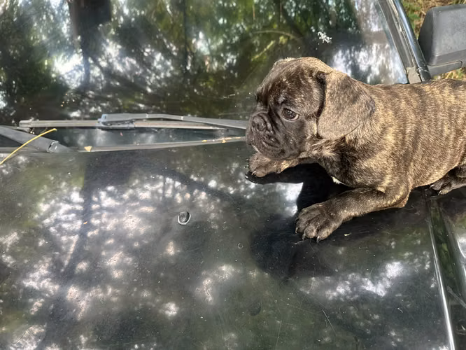 French Bulldog