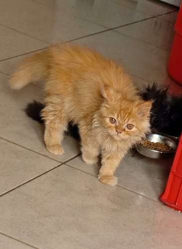 Gatito persa, Chihuahua, shith tzu, gato