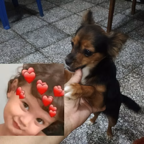 Chihuahua 