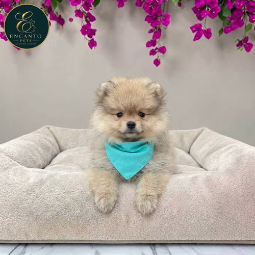 Cachorro POMERANIAN CARA DE OSO disponible - Imagen 6