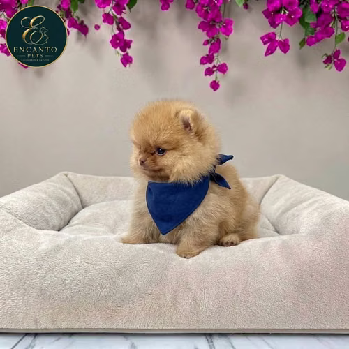 Cachorro POMERANIAN CARA DE OSO disponible - Imagen 8