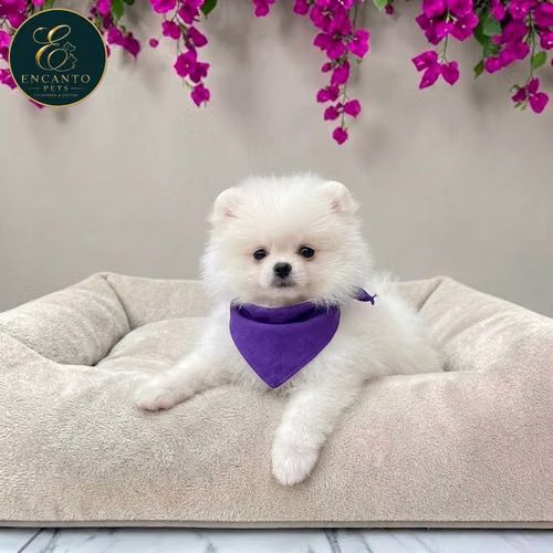 Cachorro POMERANIAN CARA DE OSO disponible - Imagen 2