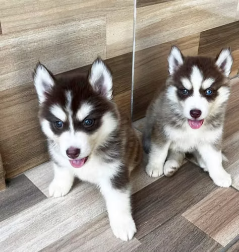 Husky