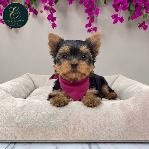 Cachorro Yorkie Miniatura / Yorkshire Terrier Miniature disponible - Imagen 4