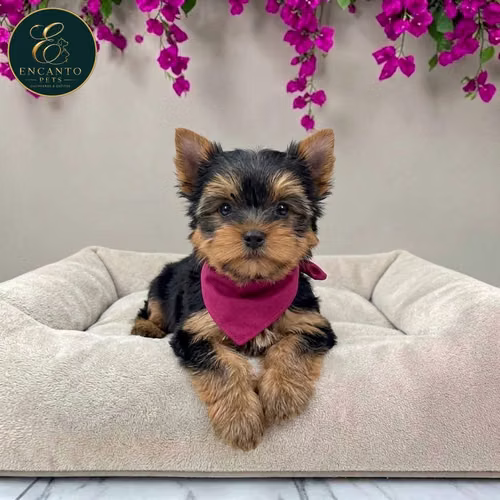 Cachorro Yorkie Miniatura / Yorkshire Terrier Miniature disponible - Imagen 7