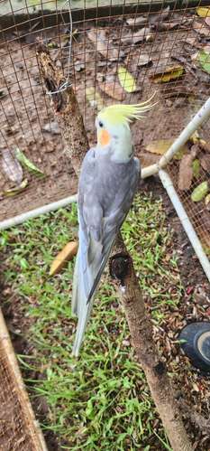 Cacatúas  ninfa
