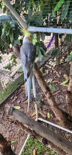 Cacatúas  ninfa