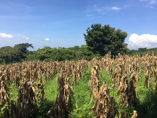 Se vende terreno por San Luis talpa 10 mil manzanas - Imagen 4