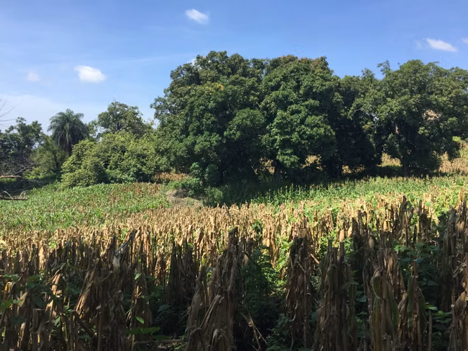 Se vende terreno por San Luis talpa 10 mil manzanas - Imagen 5
