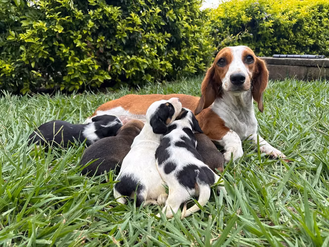 Piebald sausage