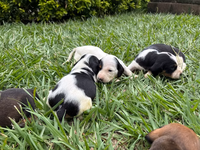 Salchicha piebald - Imagen 5