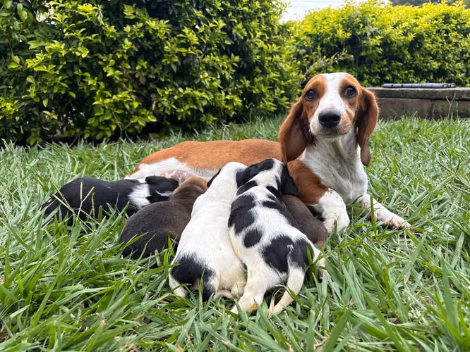 Salchicha piebald - Imagen 4