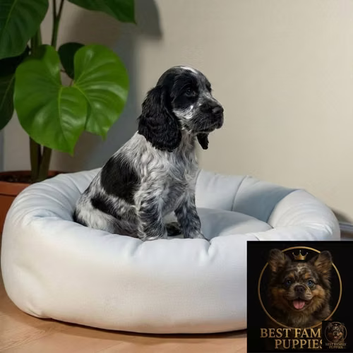 Cachorro Cocker Spaniel Ingles Blue Roan / English Cocker Spaniel Blue Roan disponible - Imagen 3