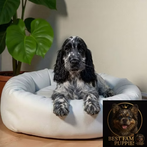 Cachorro Cocker Spaniel Ingles Blue Roan / English Cocker Spaniel Blue Roan disponible - Imagen 10