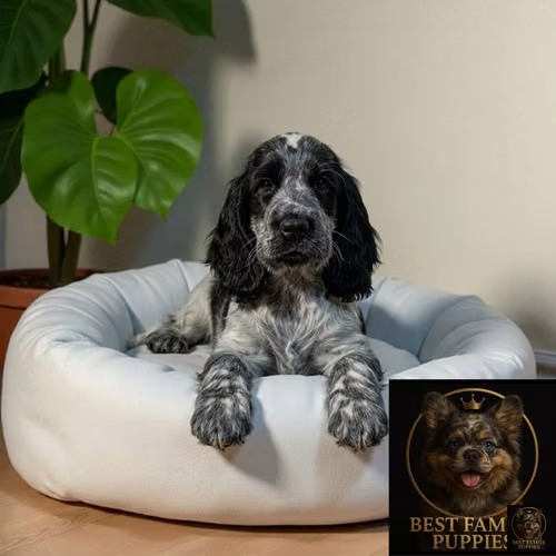 Cachorro Cocker Spaniel Ingles Blue Roan / English Cocker Spaniel Blue Roan disponible - Imagen 4