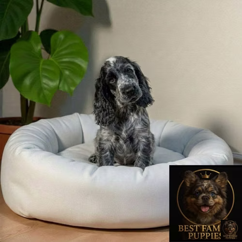 Cachorro Cocker Spaniel Ingles Blue Roan / English Cocker Spaniel Blue Roan disponible - Imagen 2