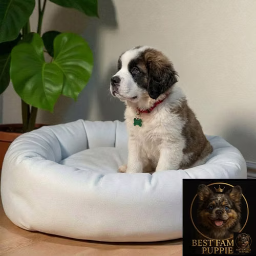 CachorroSAN BERNARDO disponible - Imagen 6