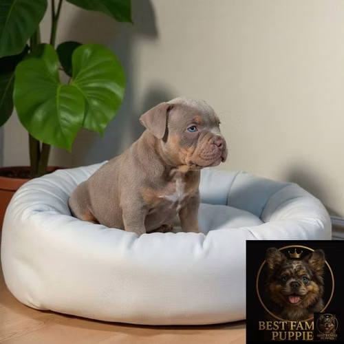 Cachorro AMERICAN BULLY NANO disponible - Imagen 6