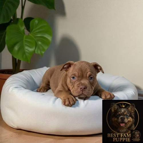 Cachorro AMERICAN BULLY NANO disponible - Imagen 7