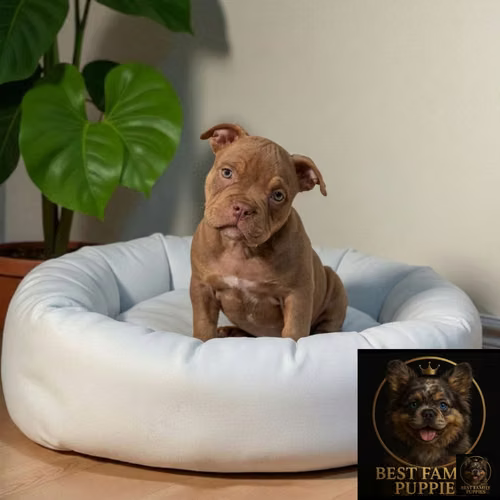 Cachorro AMERICAN BULLY NANO disponible - Imagen 9