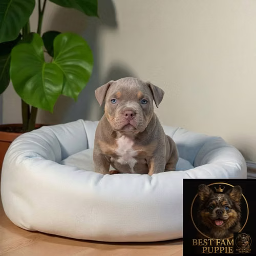 Cachorro AMERICAN BULLY NANO disponible - Imagen 5