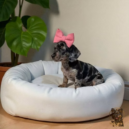 Cachorro Salchicha Miniature Arlequin Silver / Miniature Dachshund Dapple Silver available