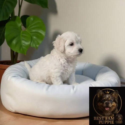 Cachorro Pequinés Maltés / Pekingese Maltese Mix disponible