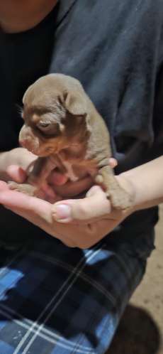 Chihuahua de 1 mes - Imagen 2