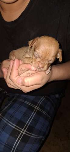 Chihuahua de 1 mes