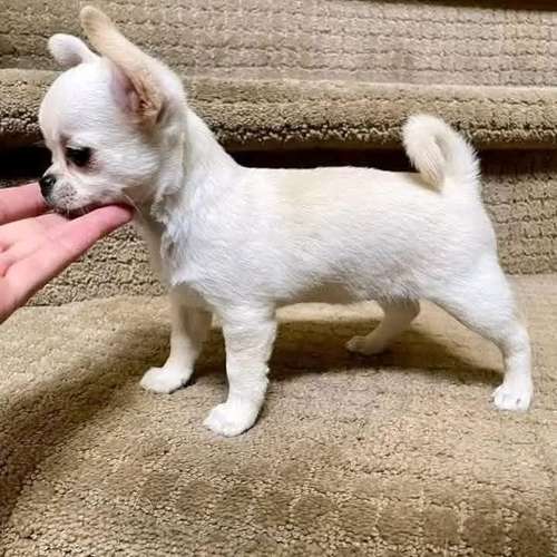 I'm selling this little ones 