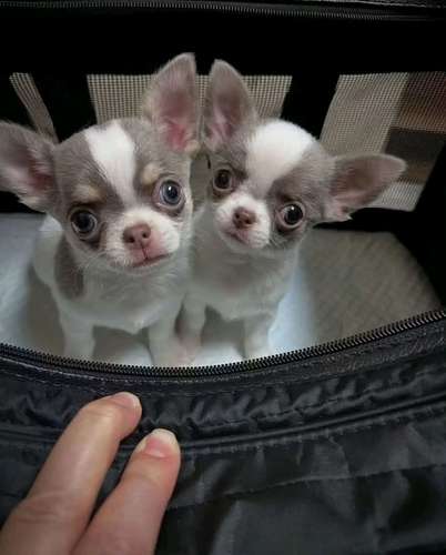 I'm selling this little ones 