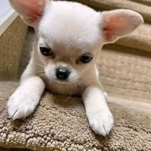 I'm selling this little ones 