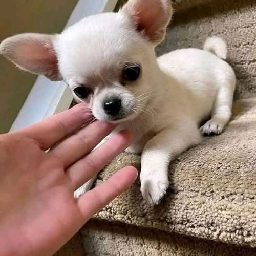 I'm selling this little ones 