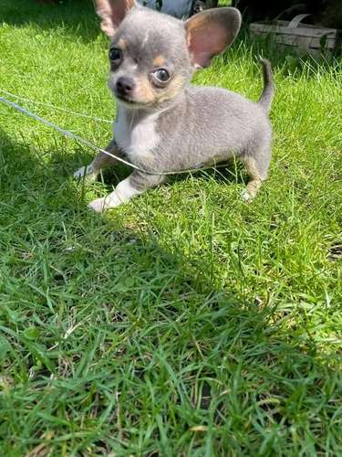 I'm selling this little ones 