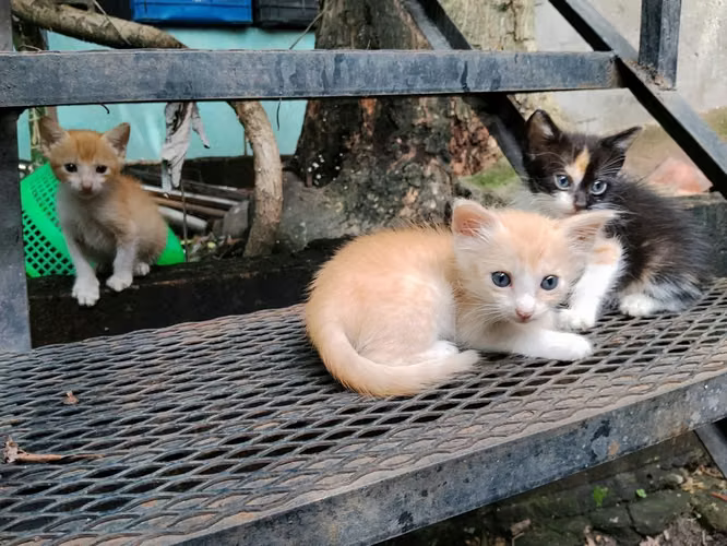 Gatitas en adopción.
