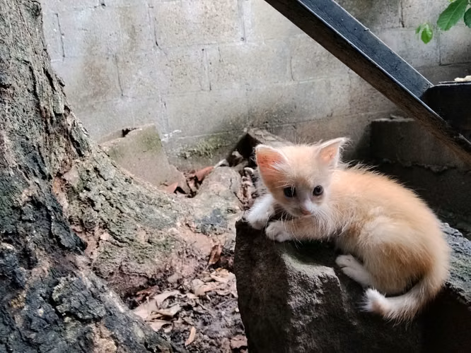 Gatitas en adopción.