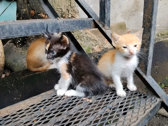 Gatitas en adopción.