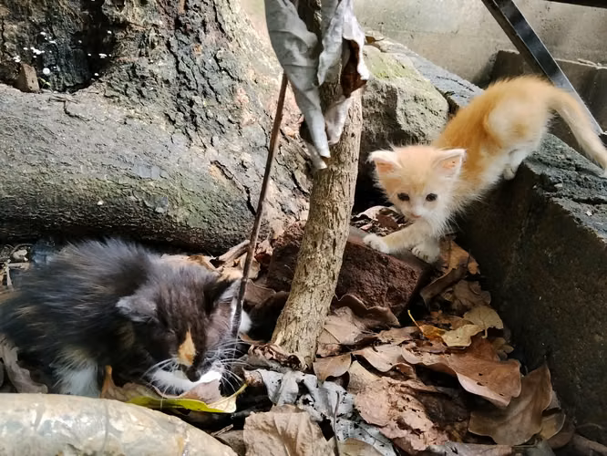 Gatitas en adopción.