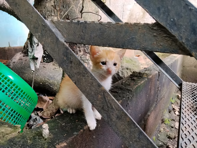 Gatitas en adopción.