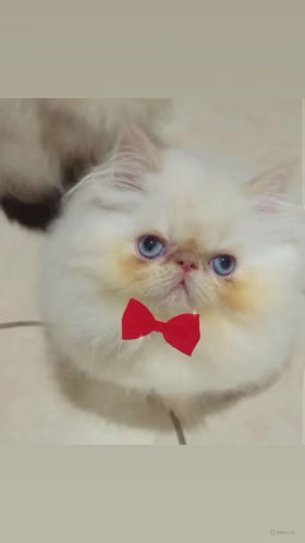Gatos persa  - Imagen 3