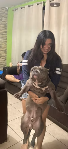 Busco novia soy un American bully pocket línea Dax 