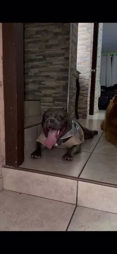 I'm an American bully pocket Dax line