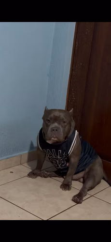 Busco novia soy un American bully pocket línea Dax 