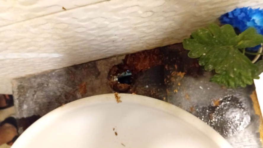 Fontaneria y Plomeria instalación y Reparación 